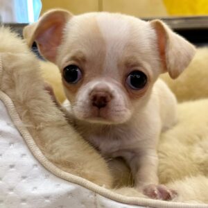 Coat Color: Fawn & White(Apple Head-Shorthair)  | Name: Bella