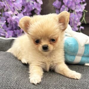Fawn(Apple Head-Longhair) | Name: Lucy
