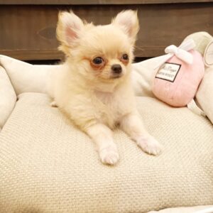 Gold(Apple Head-Longhair) | Name: Gus