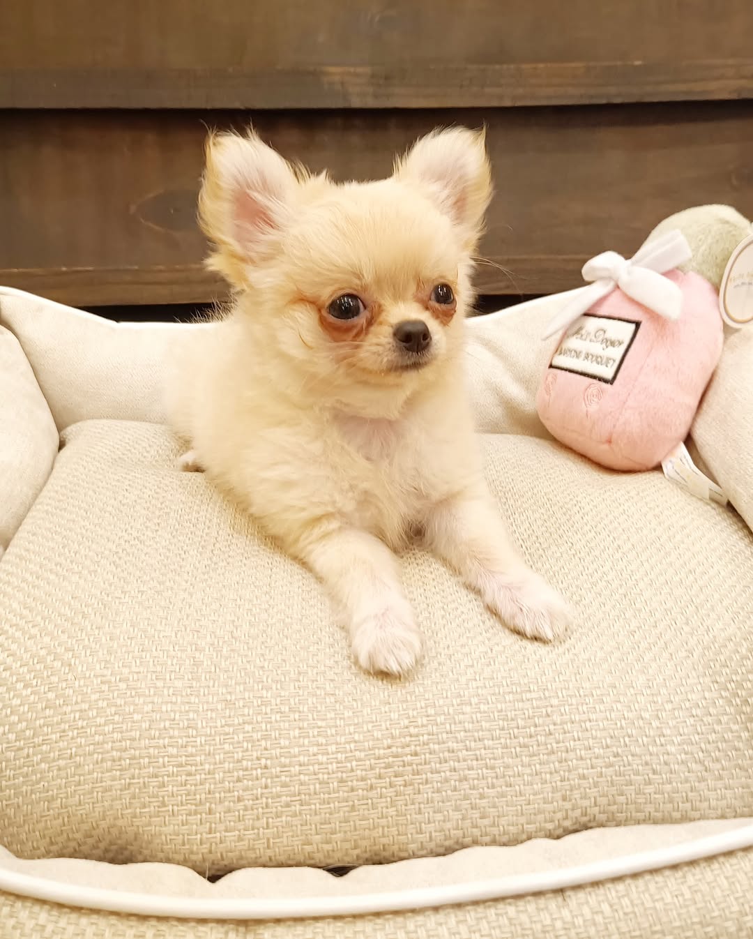 Gold(Apple Head-Longhair) | Name: Gus