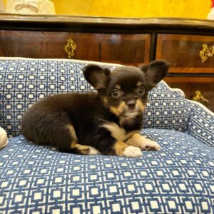 Luna: Black And Tan Chihuahua