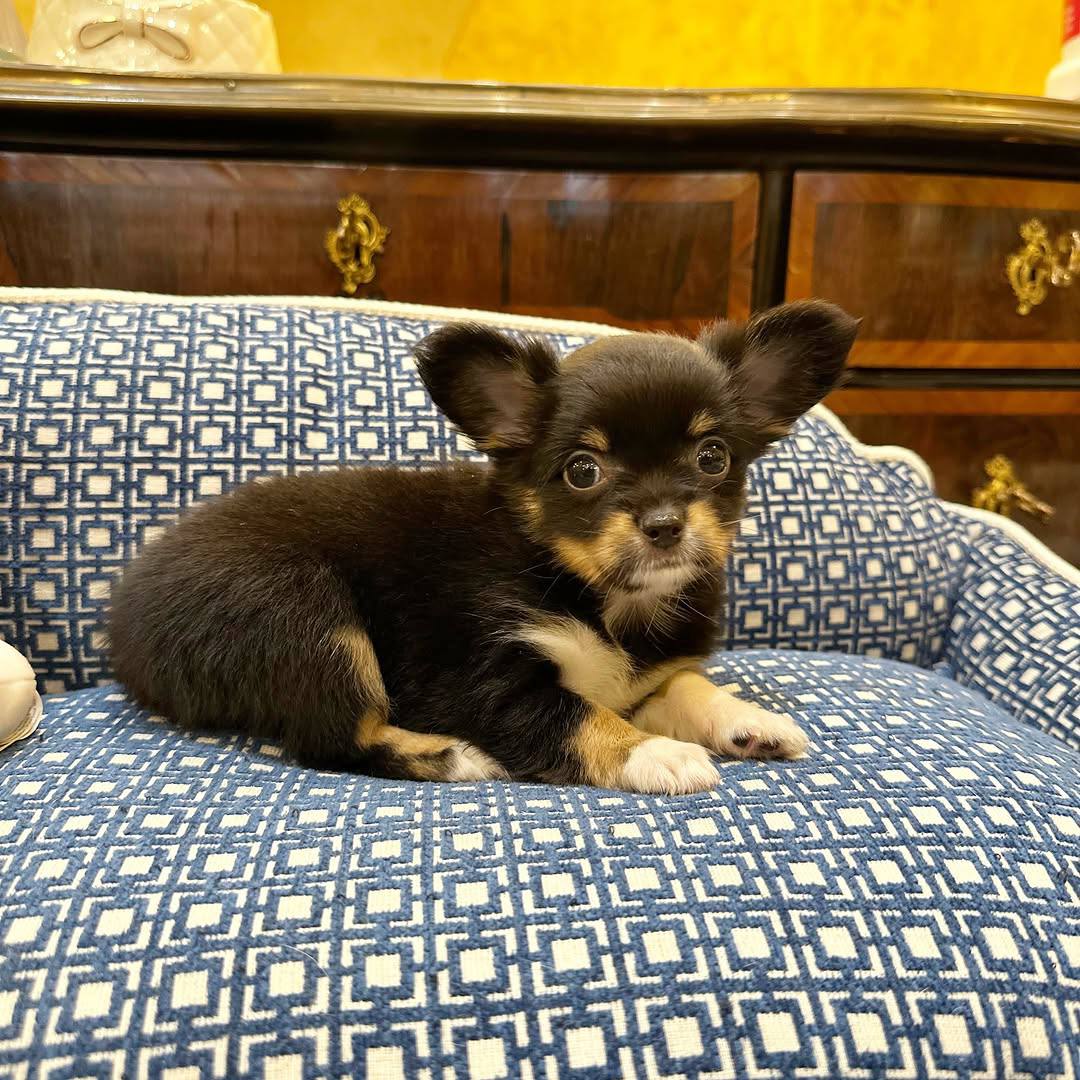 Luna: Black And Tan Chihuahua