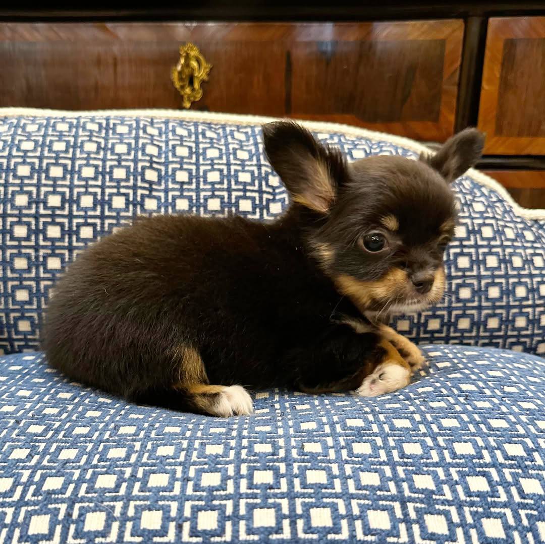 Luna: Black And Tan Chihuahua - Image 2