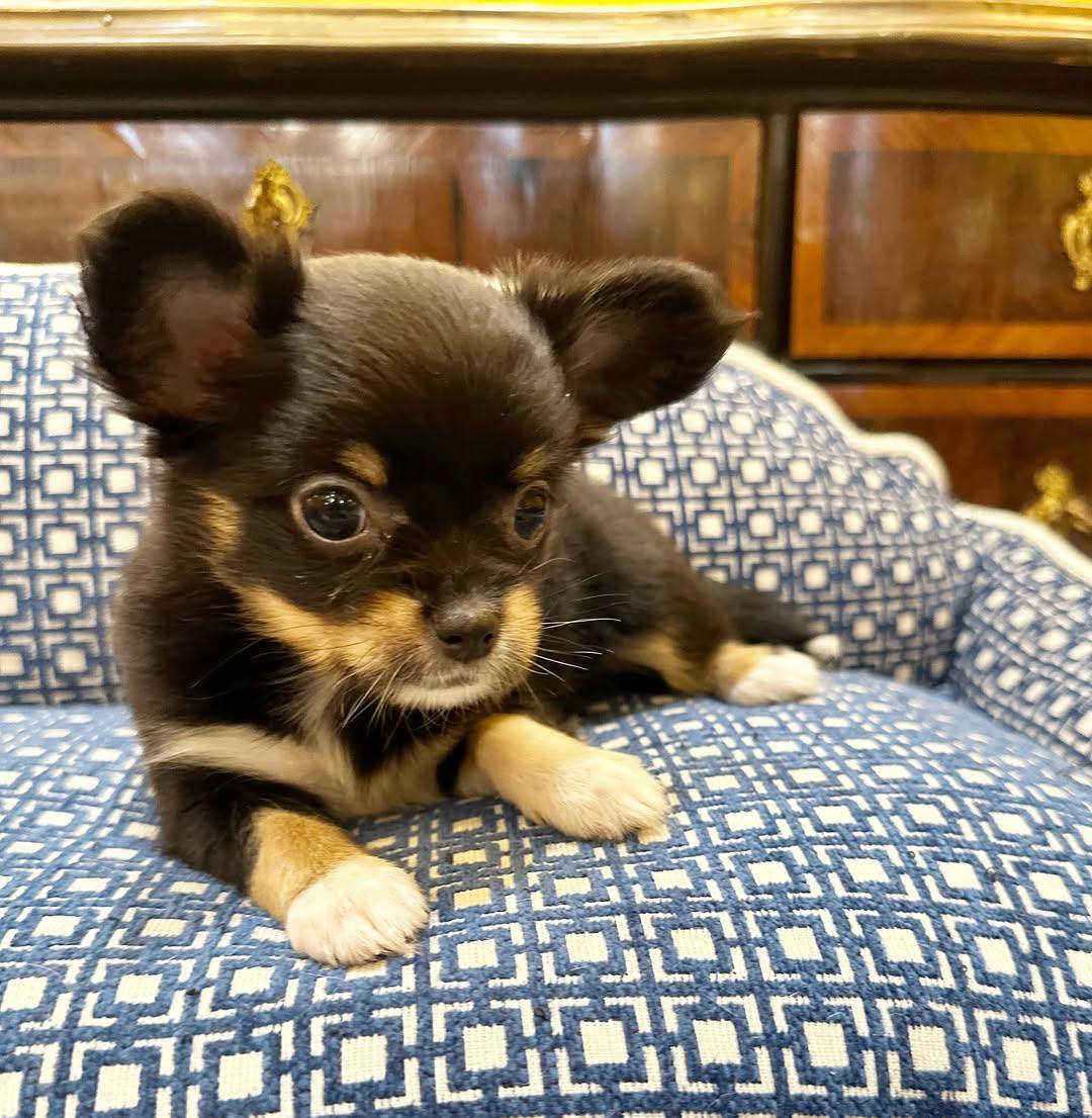 Luna: Black And Tan Chihuahua - Image 3