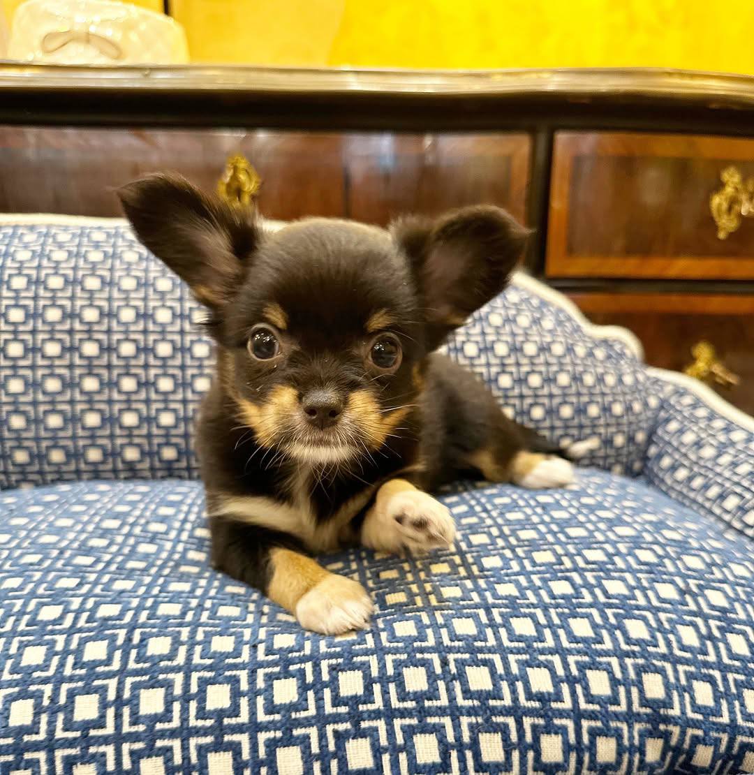 Luna: Black And Tan Chihuahua - Image 5