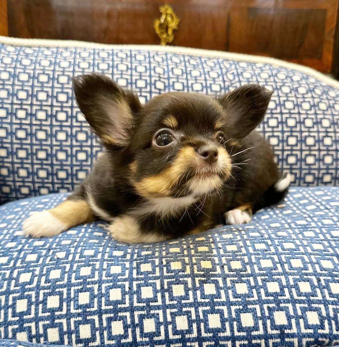 Luna: Black And Tan Chihuahua - Image 6