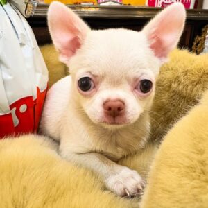 Rosie: Cream Chihuahua Puppy