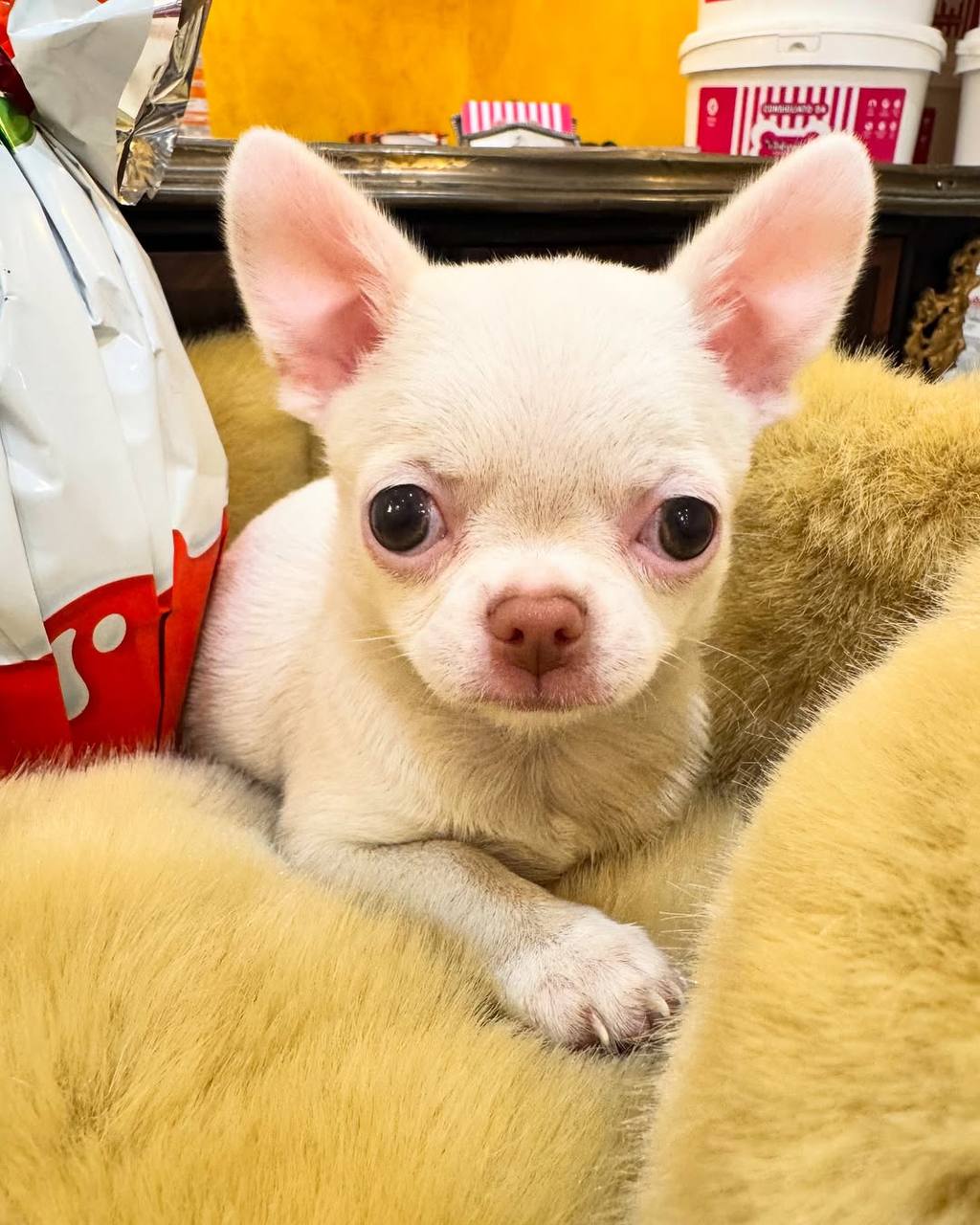 Rosie: Cream Chihuahua Puppy