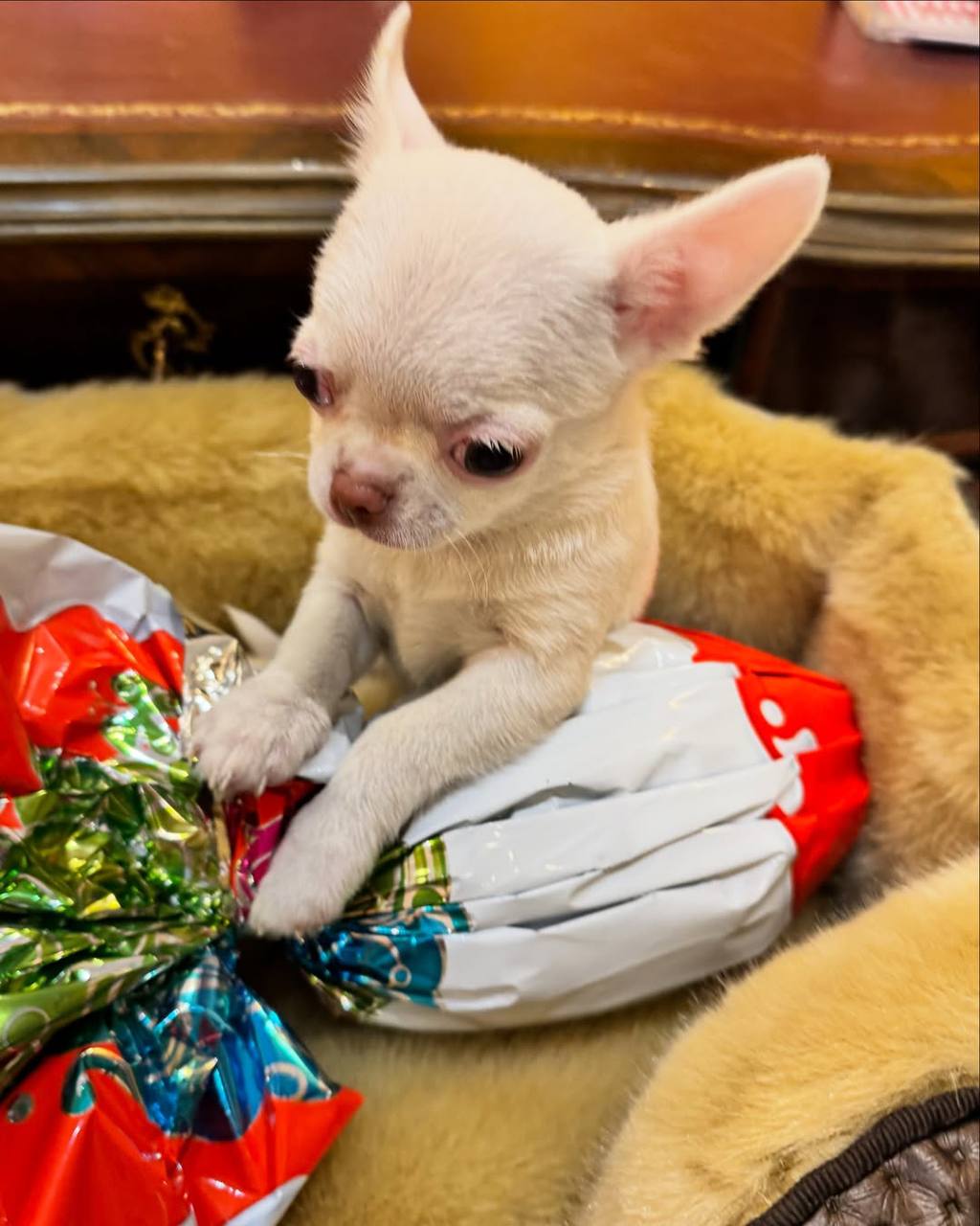 Rosie: Cream Chihuahua Puppy - Image 3