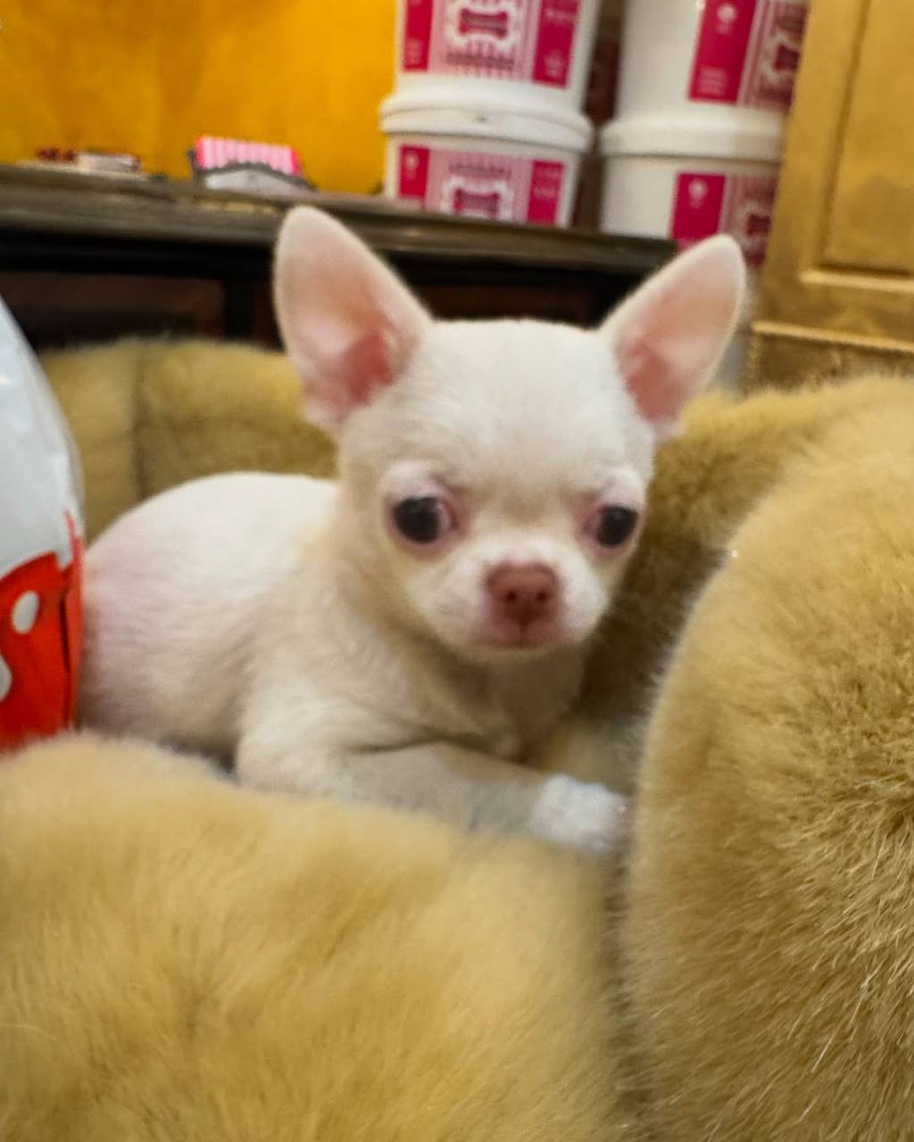 Rosie: Cream Chihuahua Puppy - Image 4