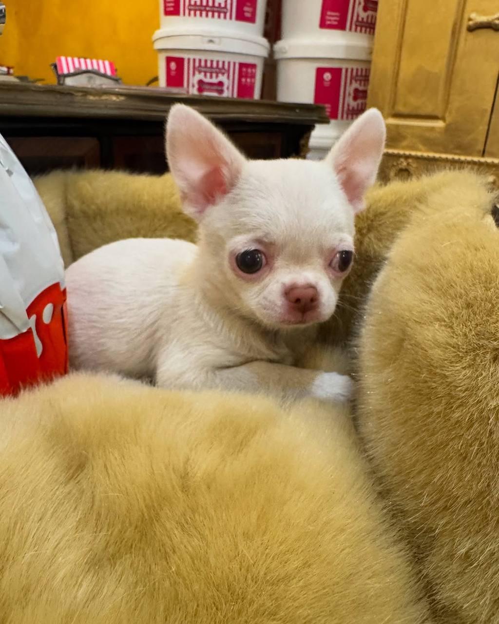 Rosie: Cream Chihuahua Puppy - Image 5