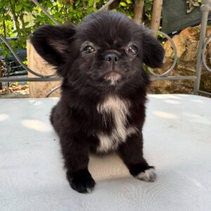 Fluffy: Black And White Chihuahua Puppy
