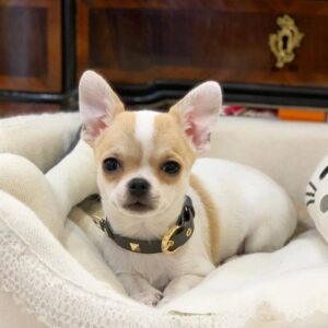 Max: Fawn And White Chihuahua