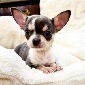 Maggie: Blue Tri-Color Chihuahua