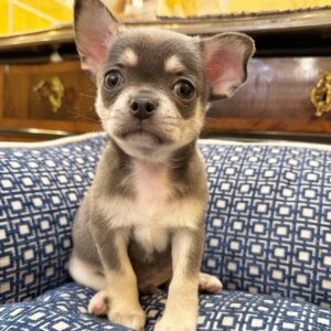 Bluey: Blue And Tan Chihuahua Puppy