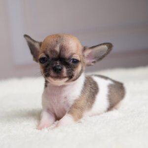 Chocolate and White Chihuahua Puppy | Rio