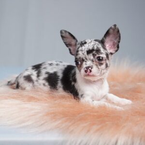 Merle Chihuahua Puppy for Sale | Meet Willow